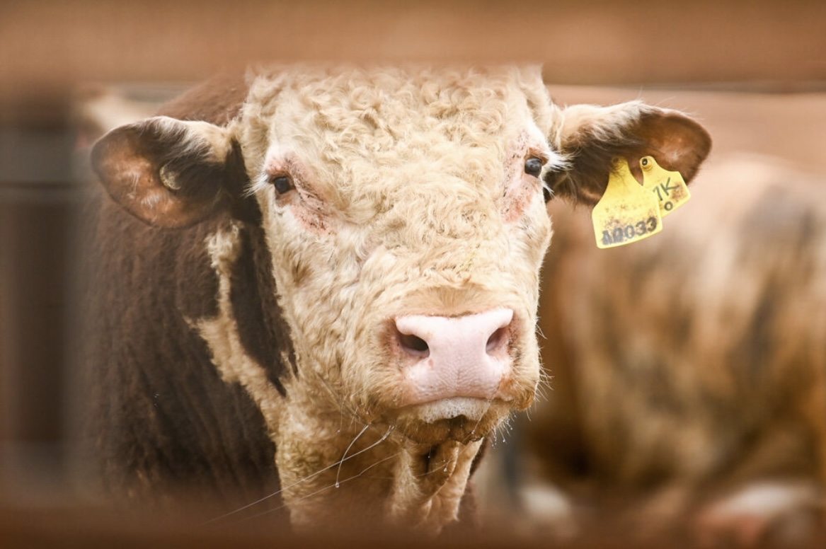 Portrait of a Simmental-cross herd bull