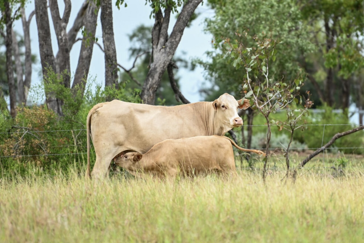 A cow and her calf in long native pasture under shade trees