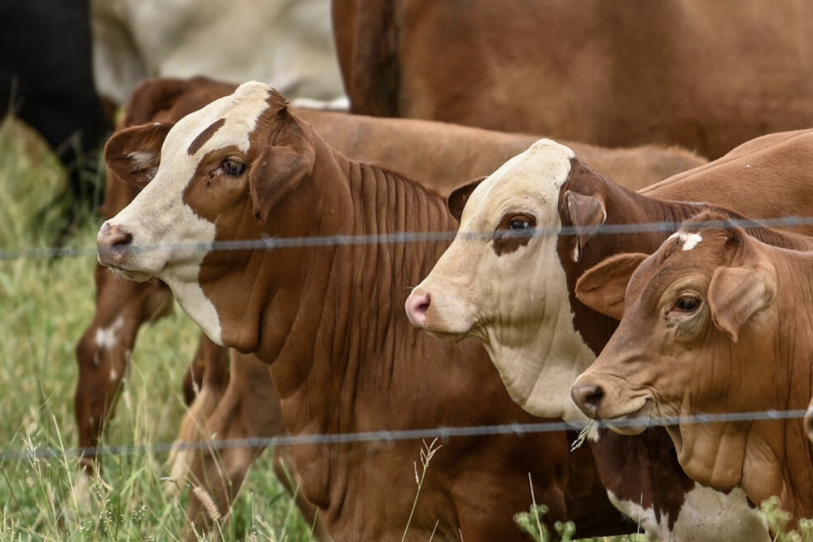 Three crossbred heifers at the fenceline showing Simmental and Droughtmaster influence