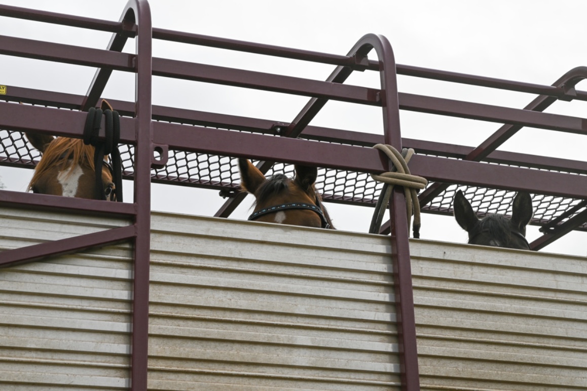 Stockmen's horses loaded in the truck, ready to head out